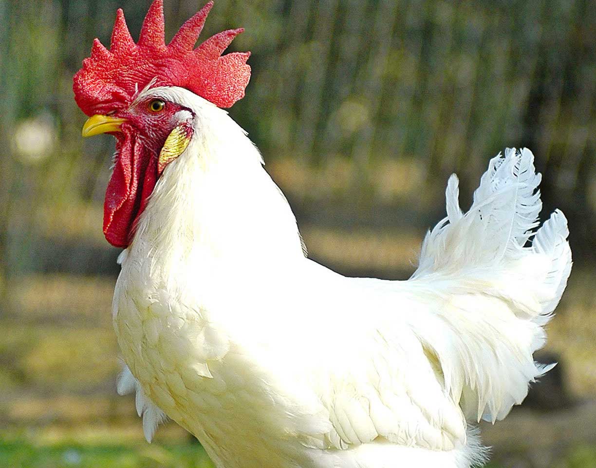 Valdarno chicken