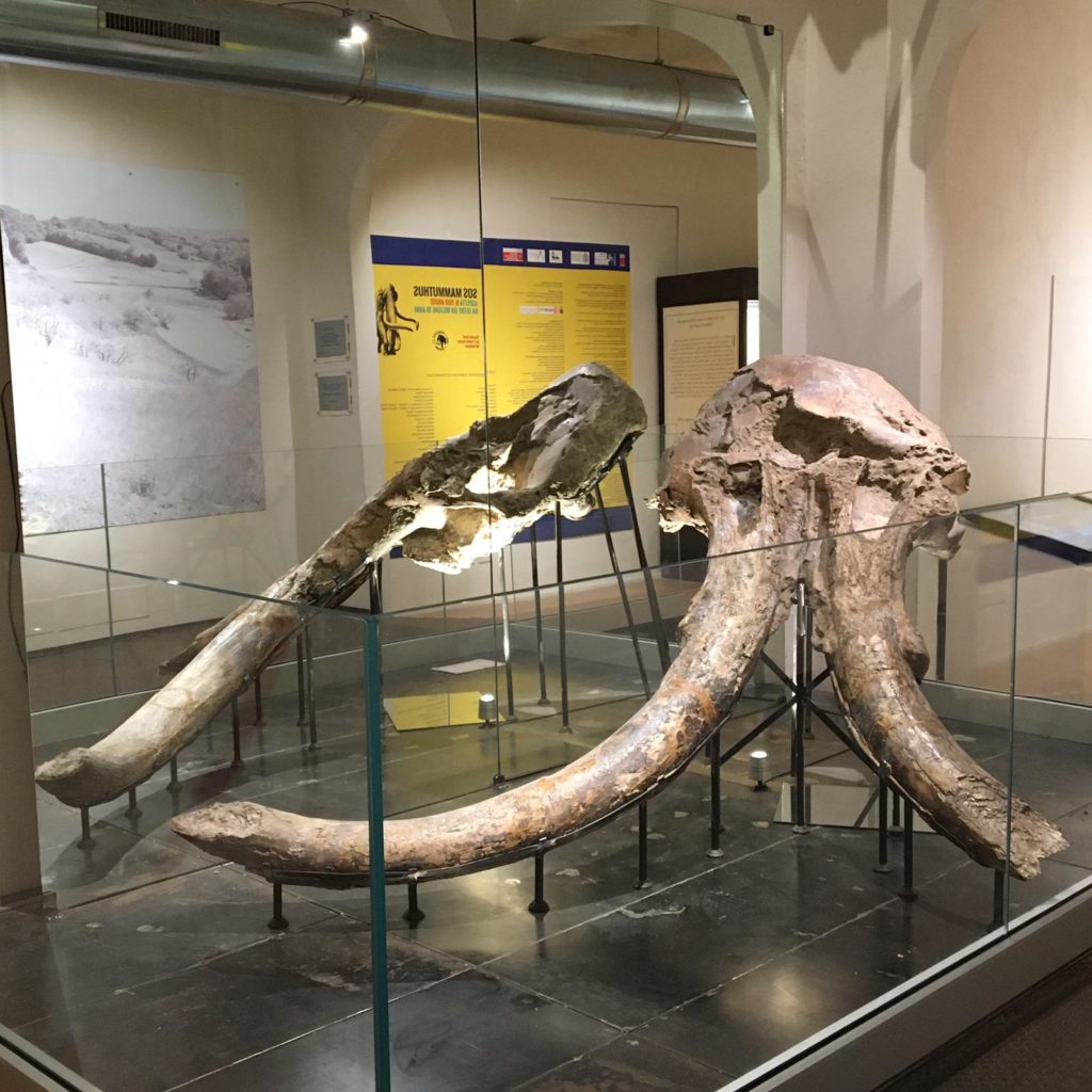 Dal 6 maggio riapre il Museo Paleontologico